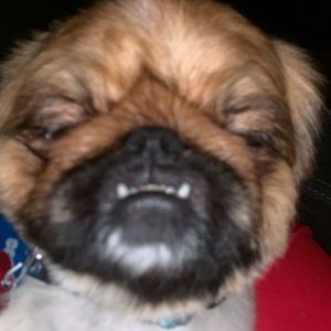 Meet your Posher, Alex